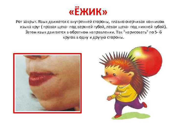  «ЁЖИК» Рот закрыт. Язык движется с внутренней стороны, плавно очерчивая кончиком языка круг