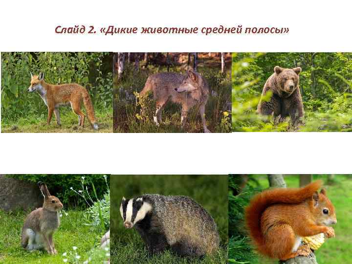 Слайд 2. «Дикие животные средней полосы» 