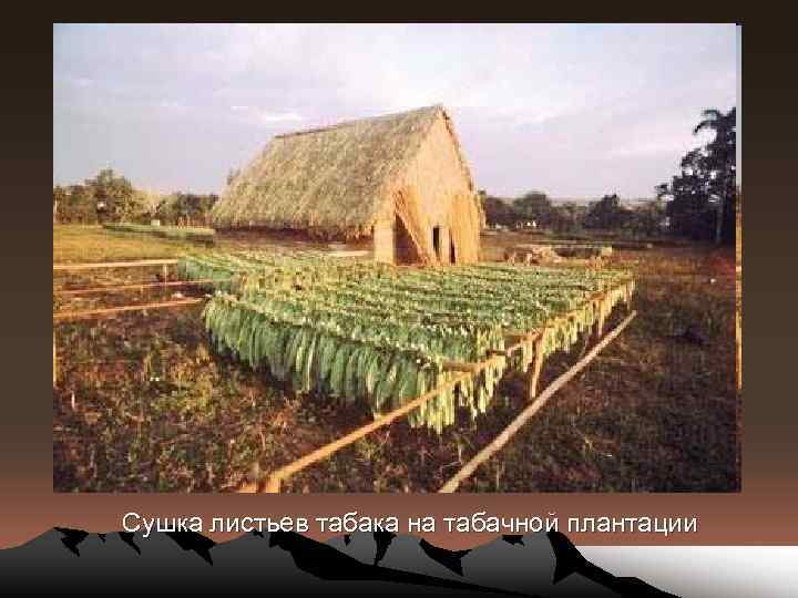 Сушка листьев табака на табачной плантации 