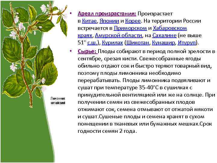  • Ареал произрастания: Произрастает в Китае, Японии и Корее. На территории России встречается