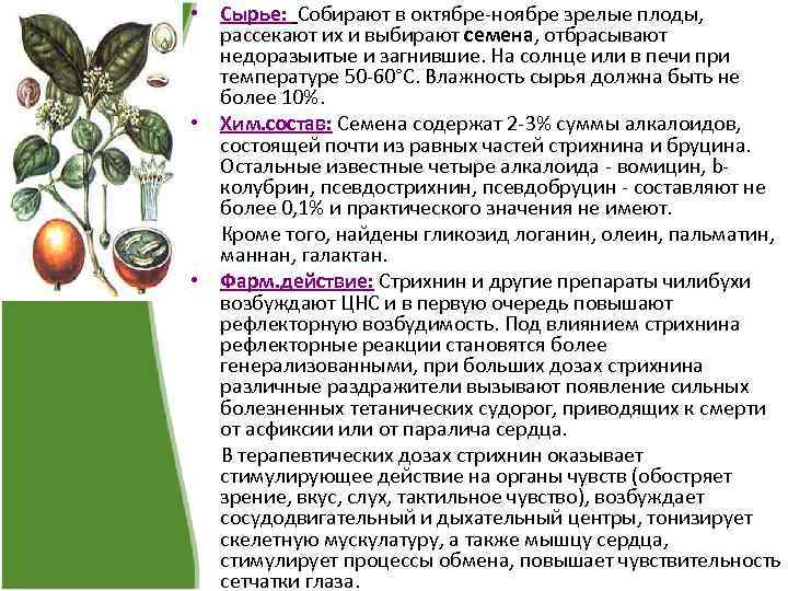  • Сырье: Собирают в октябре-ноябре зрелые плоды, рассекают их и выбирают семена, отбрасывают