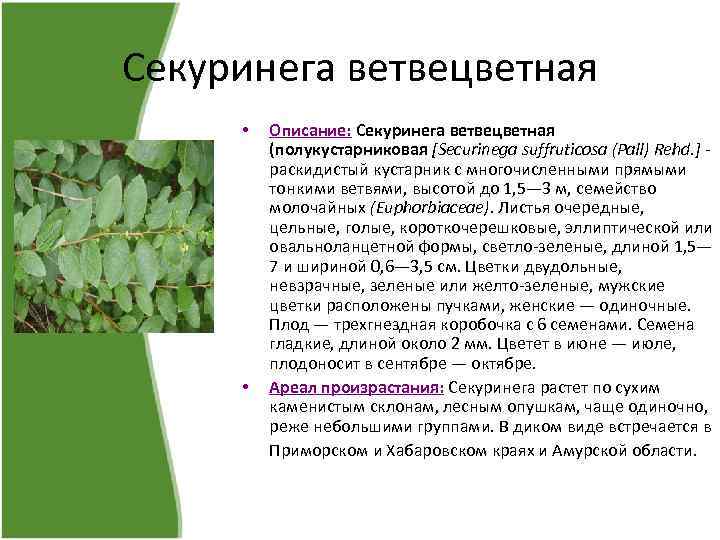 Секуринега ветвецветная • • Описание: Секуринега ветвецветная (полукустарниковая [Securinega suffruticosa (Pall) Rehd. ] -