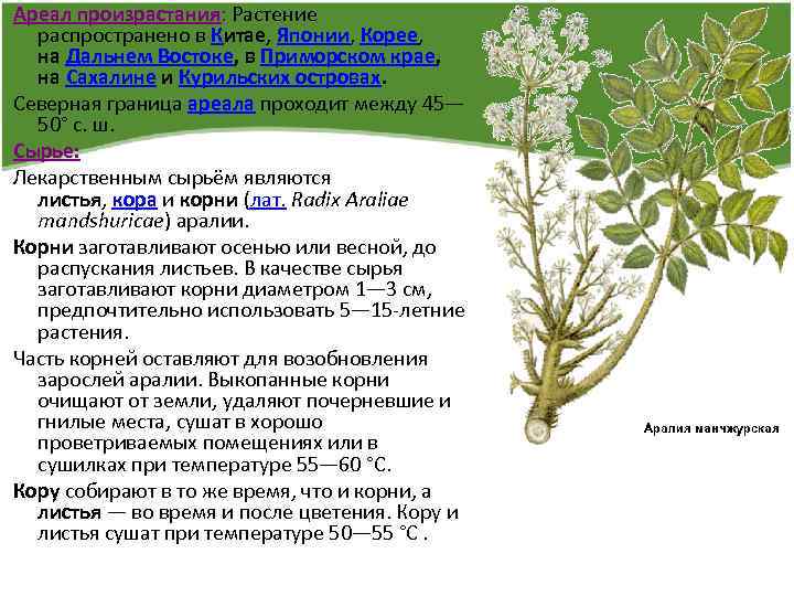 Ареал произрастания: Растение распространено в Китае, Японии, Корее, на Дальнем Востоке, в Приморском крае,
