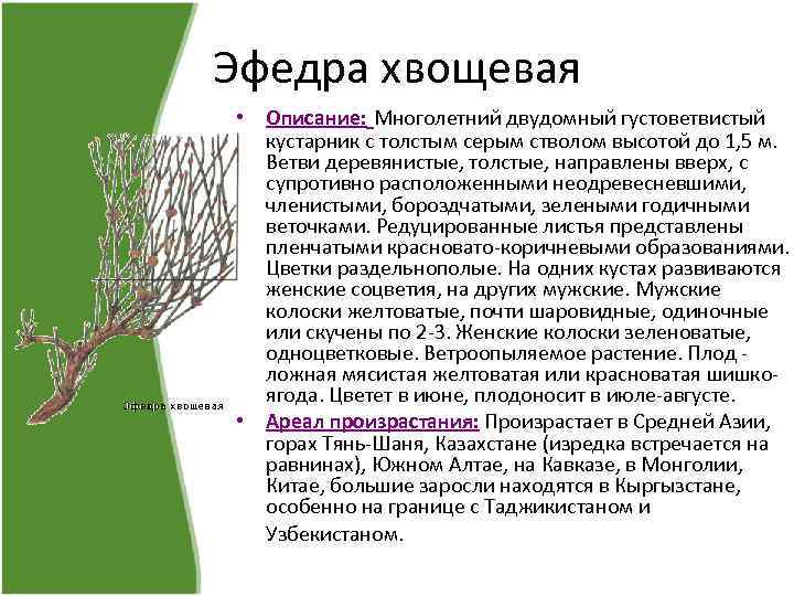 Эфедра хвощевая • Описание: Многолетний двудомный густоветвистый кустарник с толстым серым стволом высотой до