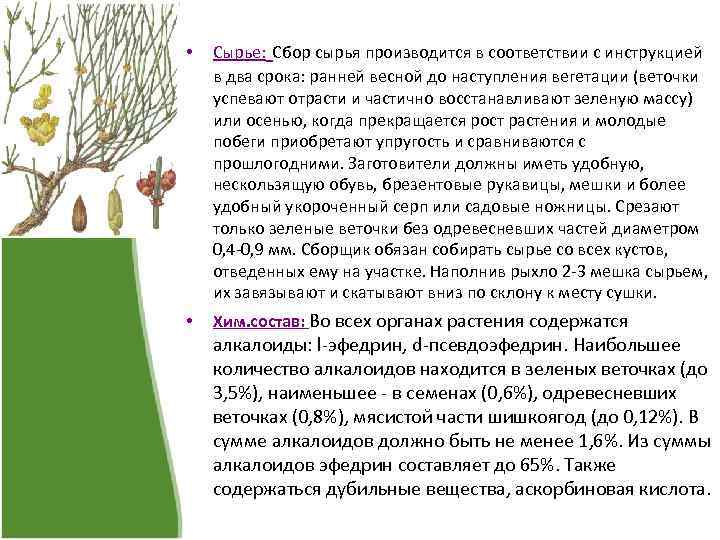  • • Сырье: Сбор сырья производится в соответствии с инструкцией в два срока: