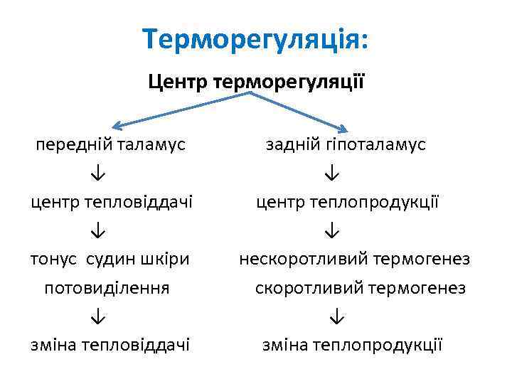 Терморегуляція: Центр терморегуляції передній таламус ↓ центр тепловіддачі ↓ тонус судин шкіри потовиділення ↓