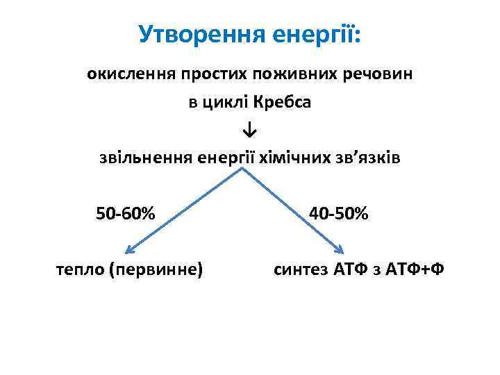 Утворення енергії: окислення простих поживних речовин в циклі Кребса ↓ звільнення енергії хімічних зв’язків