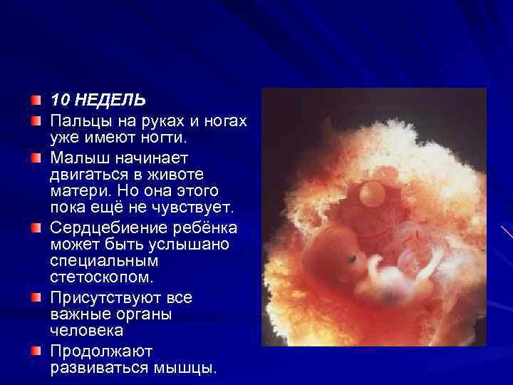 10 НЕДЕЛЬ Пальцы на руках и ногах уже имеют ногти. Малыш начинает двигаться в