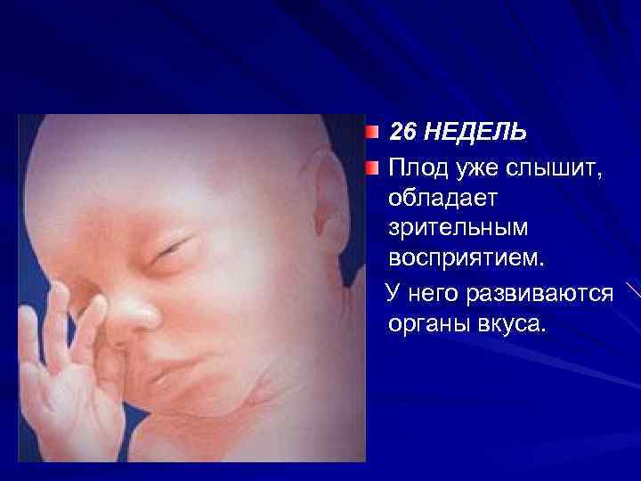 26 НЕДЕЛЬ Плод уже слышит, обладает зрительным восприятием. У него развиваются органы вкуса. 