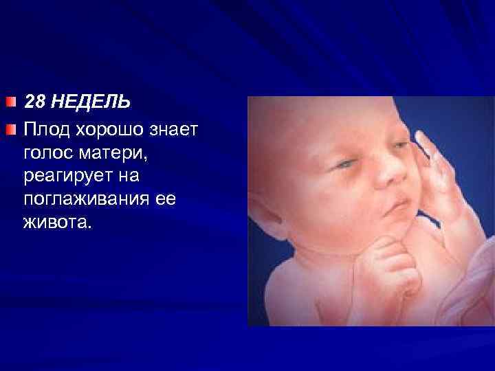 28 НЕДЕЛЬ Плод хорошо знает голос матери, реагирует на поглаживания ее живота. 