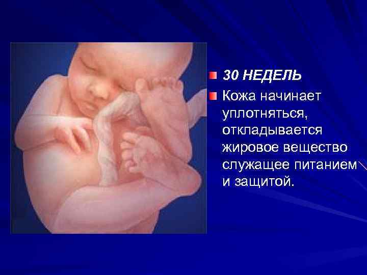 30 НЕДЕЛЬ Кожа начинает уплотняться, откладывается жировое вещество служащее питанием и защитой. 