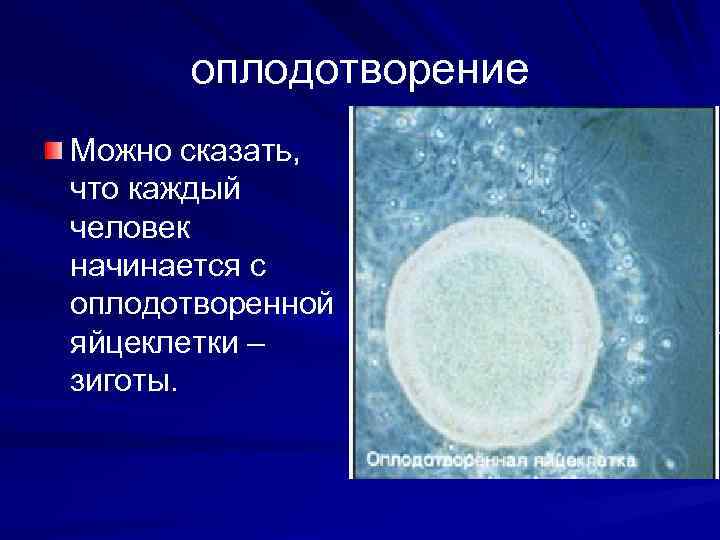 оплодотворение Можно сказать, что каждый человек начинается с оплодотворенной яйцеклетки – зиготы. 