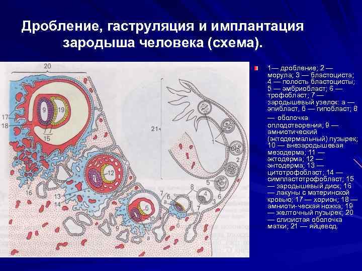 Дробление, гаструляция и имплантация зародыша человека (схема). 1— дробление; 2 — морула; 3 —