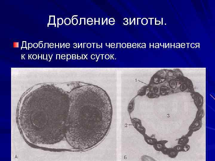 Дробление зиготы человека начинается к концу первых суток. 