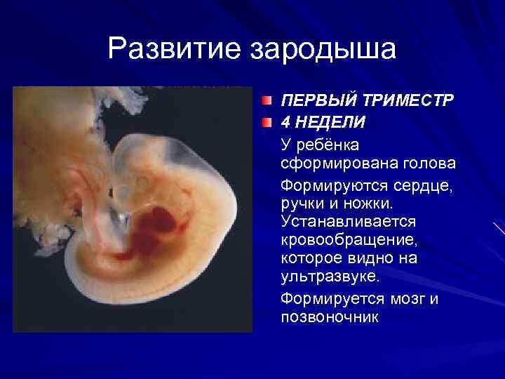 Развитие зародыша ПЕРВЫЙ ТРИМЕСТР 4 НЕДЕЛИ У ребёнка сформирована голова Формируются сердце, ручки и