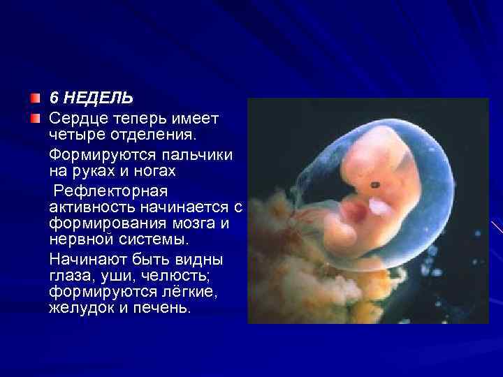 6 НЕДЕЛЬ Сердце теперь имеет четыре отделения. Формируются пальчики на руках и ногах Рефлекторная