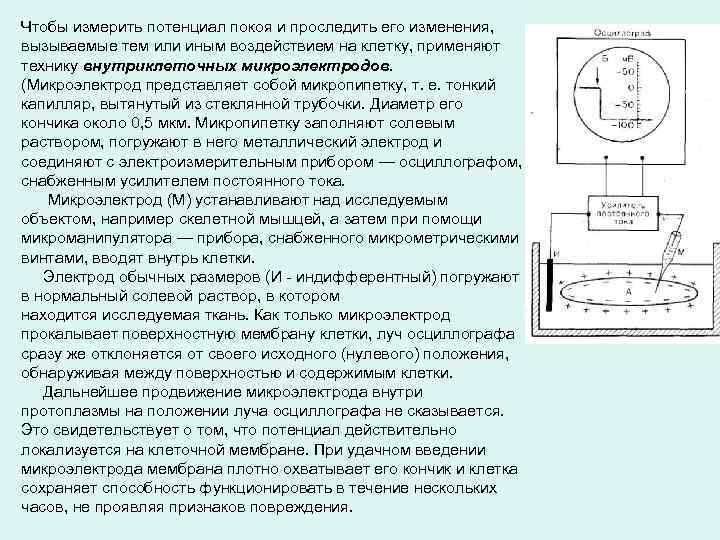Чтобы измерить потенциал покоя и проследить его изменения, вызываемые тем или иным воздействием на