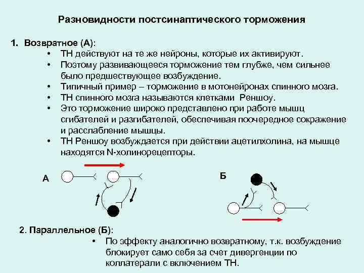 Разновидности постсинаптического торможения 1. Возвратное (А): • ТН действуют на те же нейроны, которые