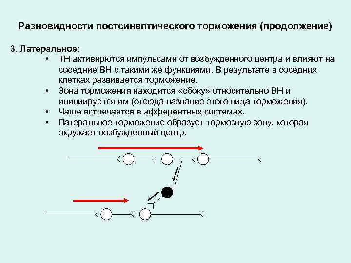 Разновидности постсинаптического торможения (продолжение) 3. Латеральное: • ТН активирются импульсами от возбужденного центра и