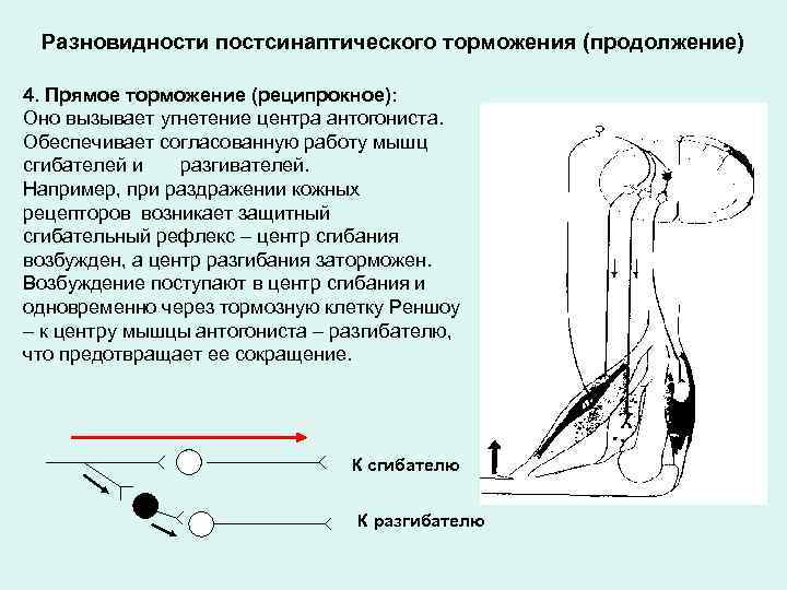 Разновидности постсинаптического торможения (продолжение) 4. Прямое торможение (реципрокное): Оно вызывает угнетение центра антогониста. Обеспечивает