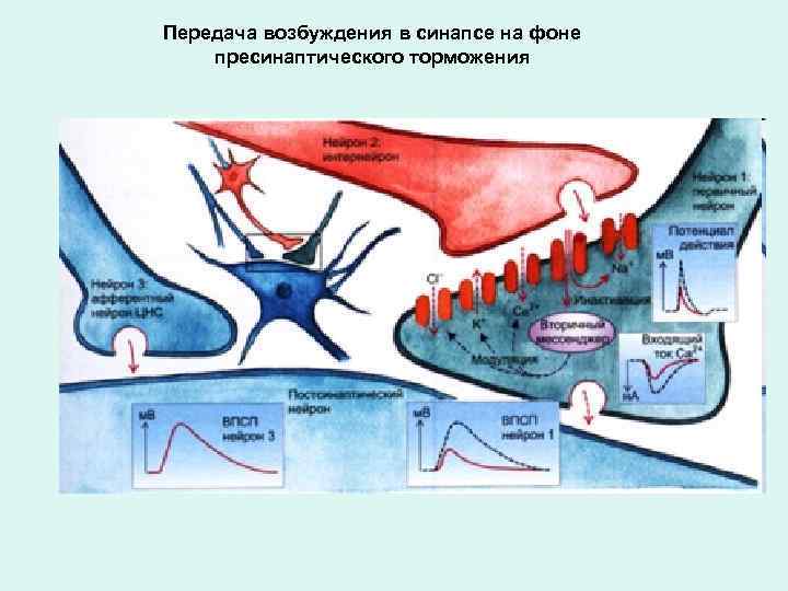 Передача возбуждения в синапсе на фоне пресинаптического торможения 