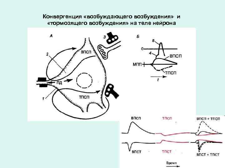 Конвергенция «возбуждающего возбуждения» и «тормозящего возбуждения» на теле нейрона 