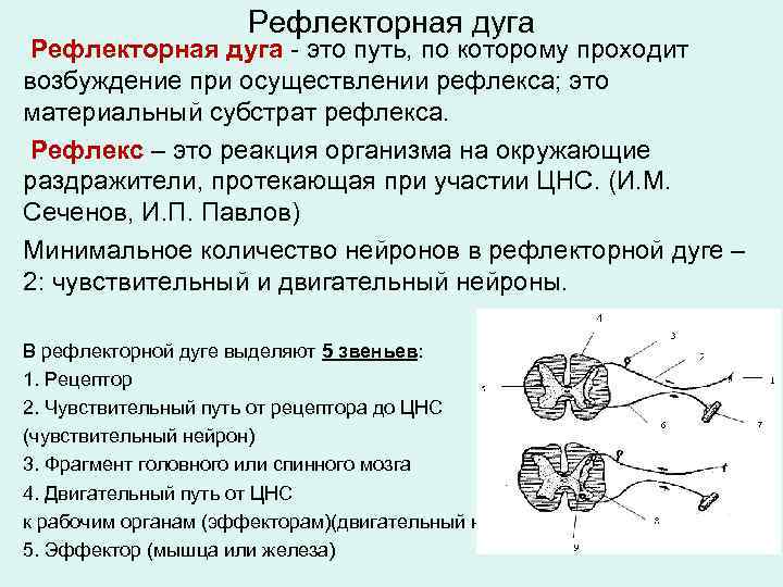 Рефлекторная дуга - это путь, по которому проходит возбуждение при осуществлении рефлекса; это материальный