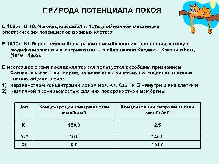 ПРИРОДА ПОТЕНЦИАЛА ПОКОЯ В 1896 г. В. Ю. Чаговец высказал гипотезу об ионном механизме