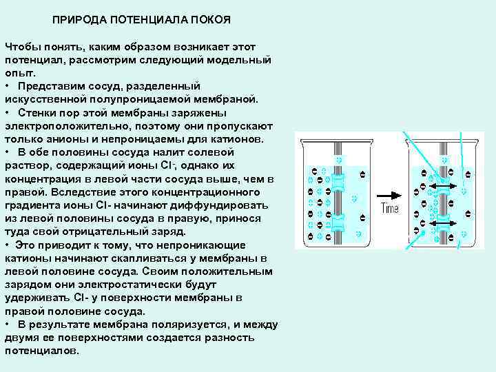 ПРИРОДА ПОТЕНЦИАЛА ПОКОЯ Чтобы понять, каким образом возникает этот потенциал, рассмотрим следующий модельный опыт.