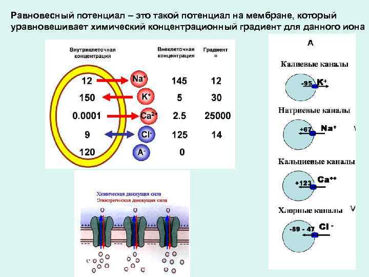 Равновесный потенциал – это такой потенциал на мембране, который уравновешивает химический концентрационный градиент для