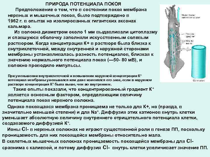 ПРИРОДА ПОТЕНЦИАЛА ПОКОЯ Предположение о том, что в состоянии покоя мембрана нервных и мышечных