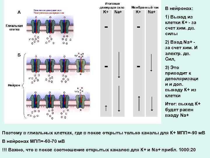 В нейронах: 1) Выход из клетки К+ - за счет хим. дв. силы 2)