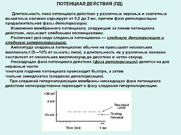 ПОТЕНЦИАЛ ДЕЙСТВИЯ (ПД) Длительность пика потенциала действия у различных нервных и скелетных мышечных волокон