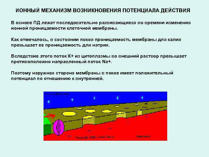 ИОННЫЙ МЕХАНИЗМ ВОЗНИКНОВЕНИЯ ПОТЕНЦИАЛА ДЕЙСТВИЯ В основе ПД лежат последовательно развивающиеся во времени изменения
