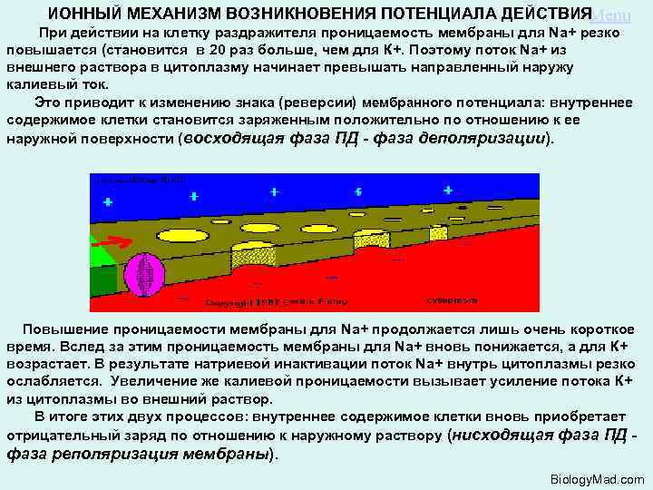 ИОННЫЙ МЕХАНИЗМ ВОЗНИКНОВЕНИЯ ПОТЕНЦИАЛА ДЕЙСТВИЯ Menu При действии на клетку раздражителя проницаемость мембраны для