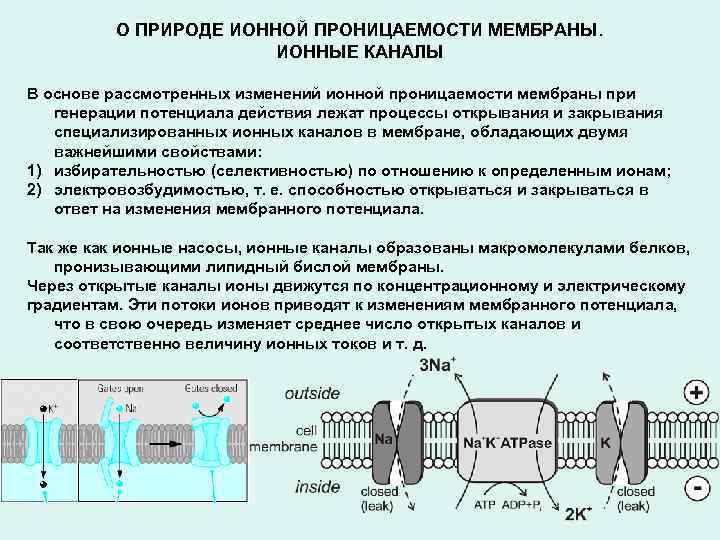 О ПРИРОДЕ ИОННОЙ ПРОНИЦАЕМОСТИ МЕМБРАНЫ. ИОННЫЕ КАНАЛЫ В основе рассмотренных изменений ионной проницаемости мембраны