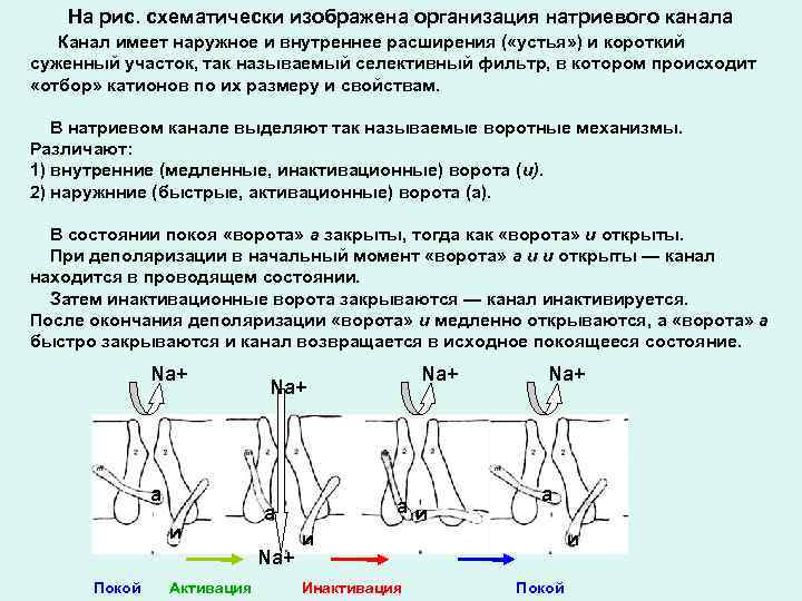 На рис. схематически изображена организация натриевого канала Канал имеет наружное и внутреннее расширения (