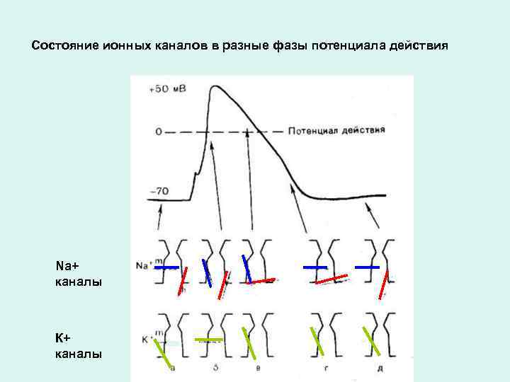 Состояние ионных каналов в разные фазы потенциала действия Na+ каналы К+ каналы 