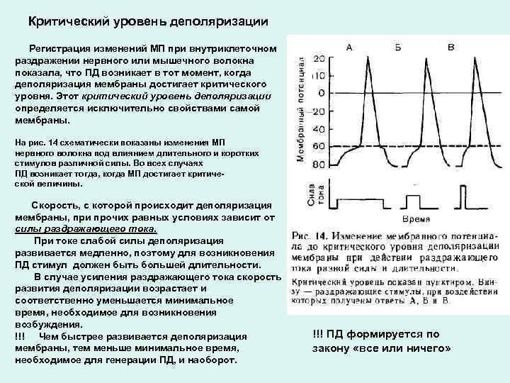 Критический уровень деполяризации Регистрация изменений МП при внутриклеточном раздражении нервного или мышечного волокна показала,