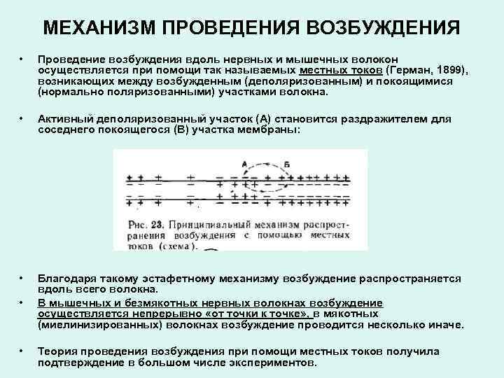 МЕХАНИЗМ ПРОВЕДЕНИЯ ВОЗБУЖДЕНИЯ • Проведение возбуждения вдоль нервных и мышечных волокон осуществляется при помощи