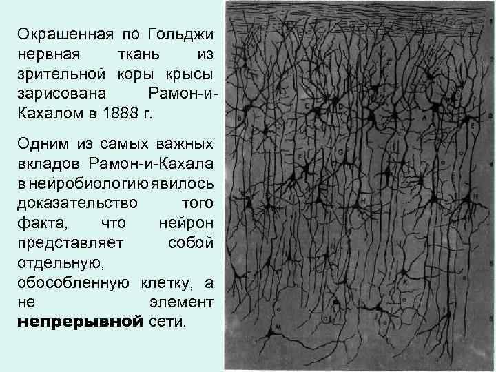 Окрашенная по Гольджи нервная ткань из зрительной коры крысы зарисована Рамон-и. Кахалом в 1888