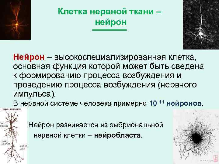 Клетка нервной ткани – нейрон Нейрон – высокоспециализированная клетка, основная функция которой может быть