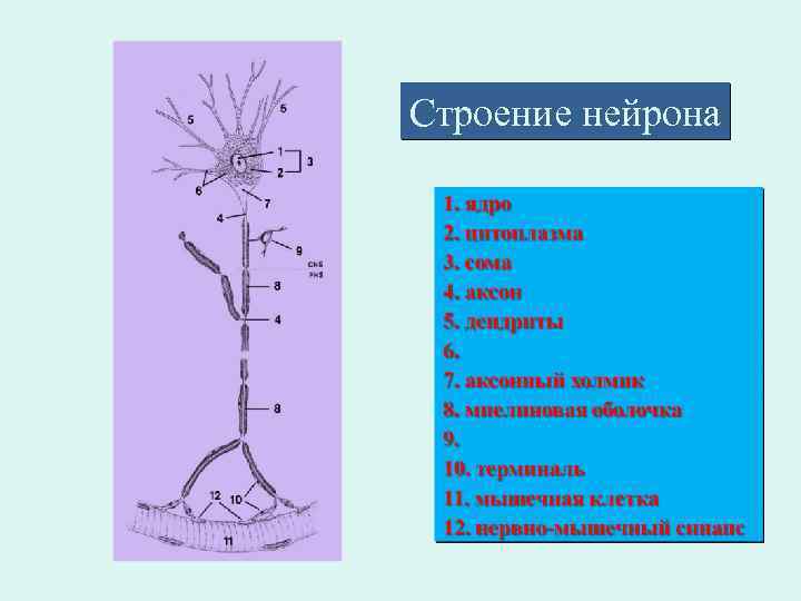 Строение нейрона 