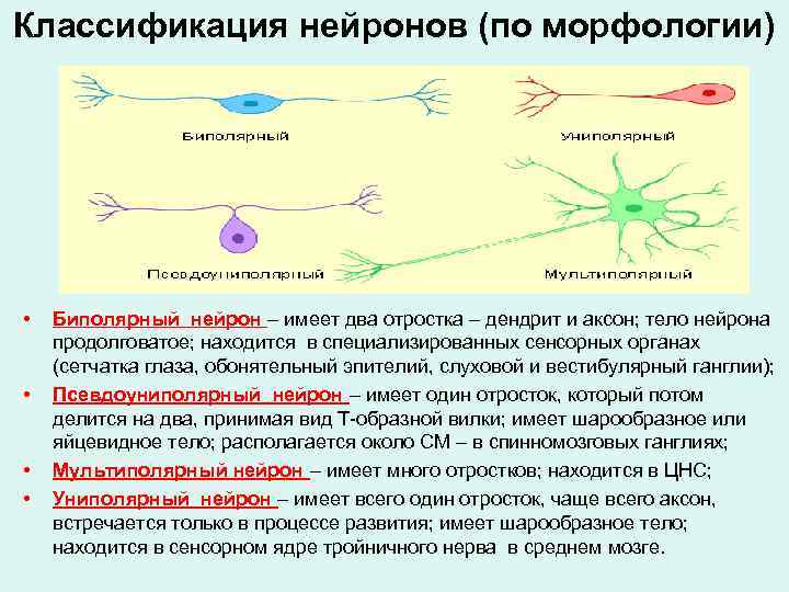 Классификация нейронов (по морфологии) • • Биполярный нейрон – имеет два отростка – дендрит