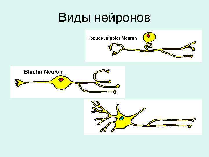 Виды нейронов 
