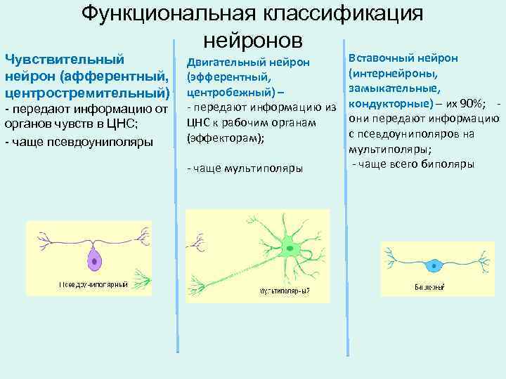 Функциональная классификация нейронов Вставочный нейрон (интернейроны, замыкательные, - передают информацию из кондукторные) – их