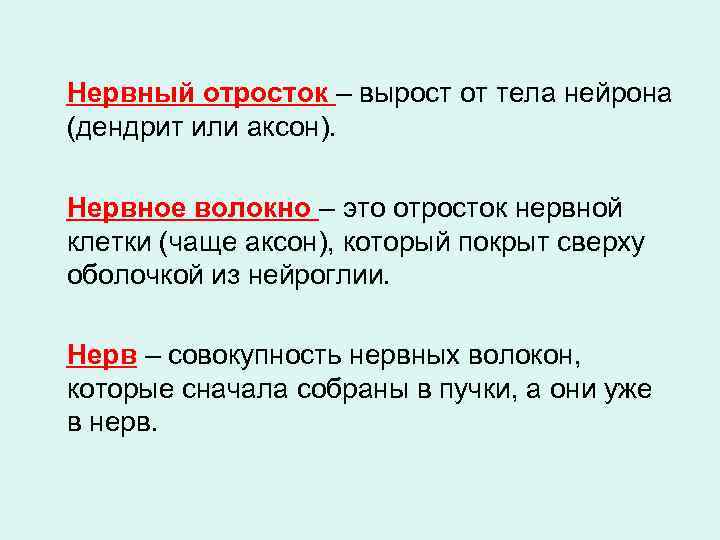 Нервный отросток – вырост от тела нейрона (дендрит или аксон). Нервное волокно – это