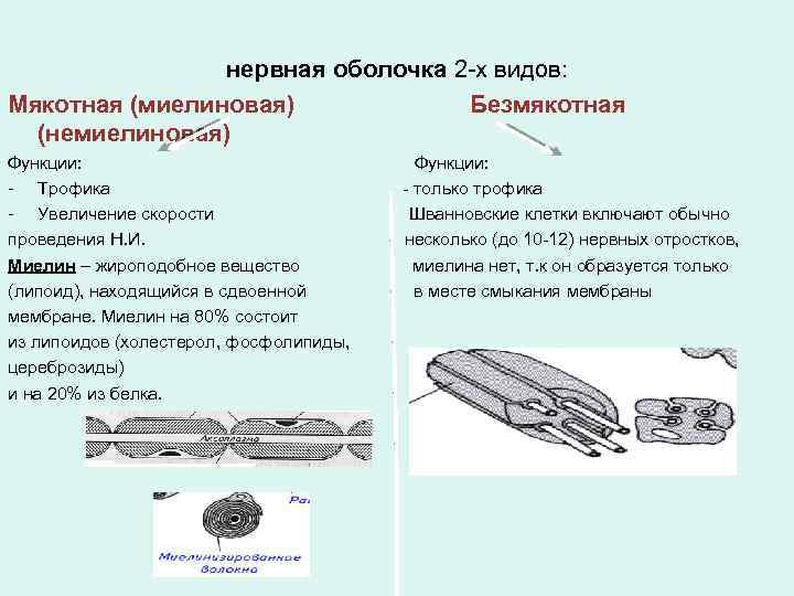 нервная оболочка 2 -х видов: Мякотная (миелиновая) Безмякотная (немиелиновая) Функции: - Трофика - Увеличение