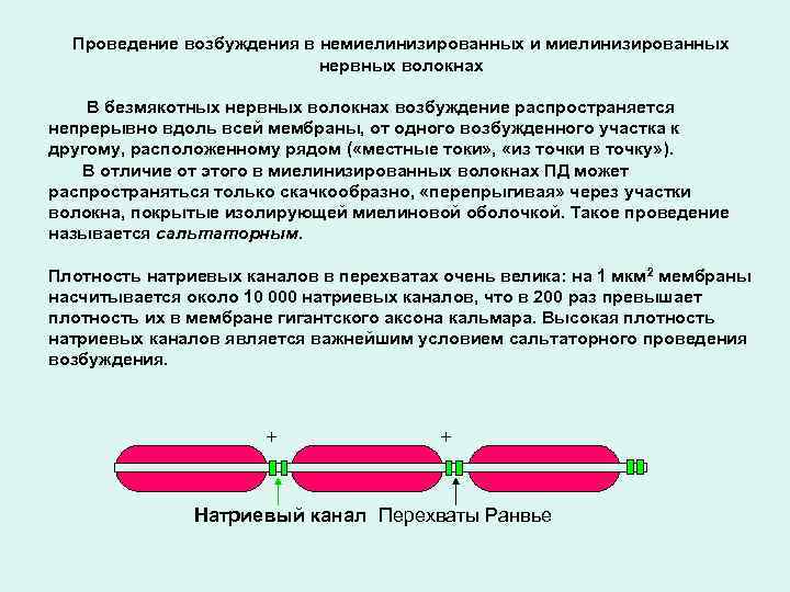 Проведение возбуждения в немиелинизированных и миелинизированных нервных волокнах В безмякотных нервных волокнах возбуждение распространяется