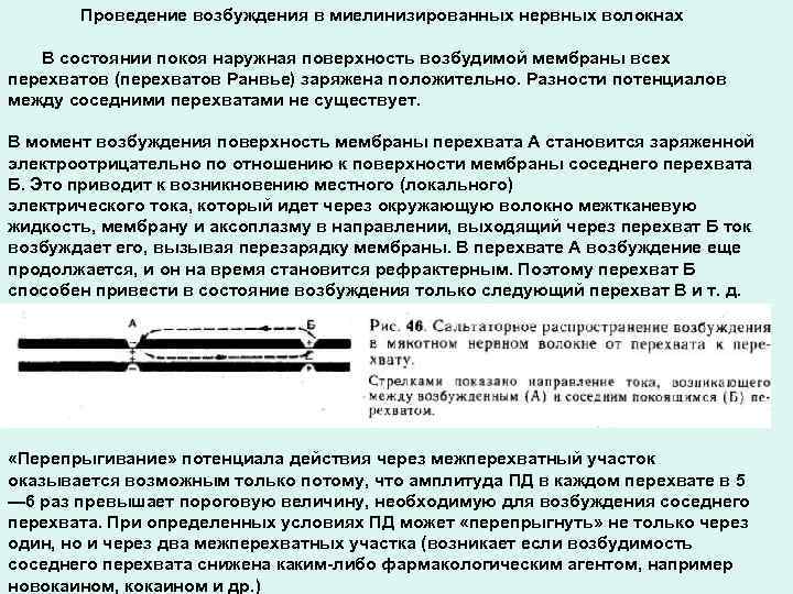 Проведение возбуждения в миелинизированных нервных волокнах В состоянии покоя наружная поверхность возбудимой мембраны всех